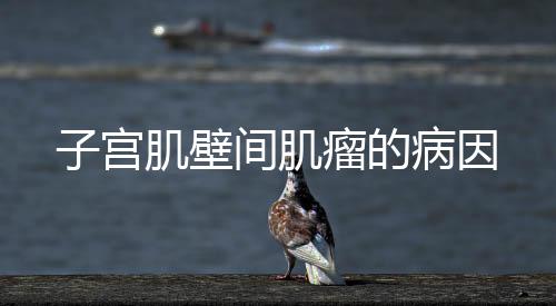 子宫肌壁间肌瘤的病因