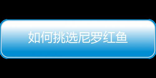 如何挑选尼罗红鱼